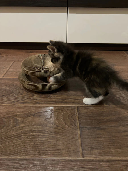 interactive cat scratching pad that is so interesting