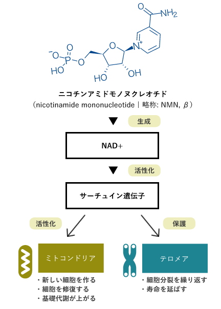 NMNの働き