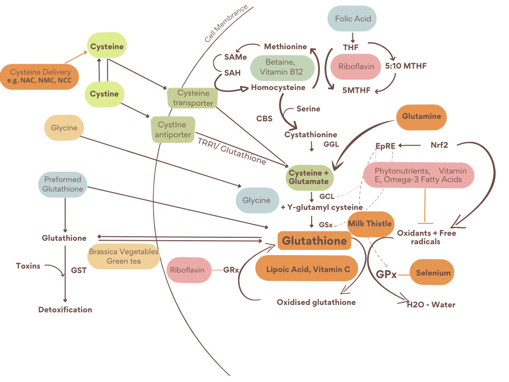 Glutathione Production Chart