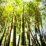 bamboo 