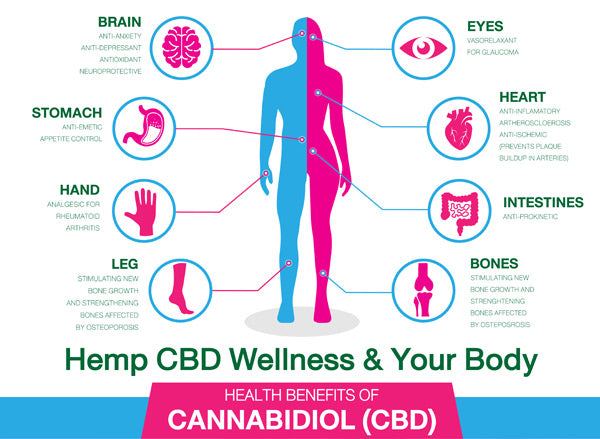 benefici cbd effetti positivi schema proprietà del CBD sul Corpo