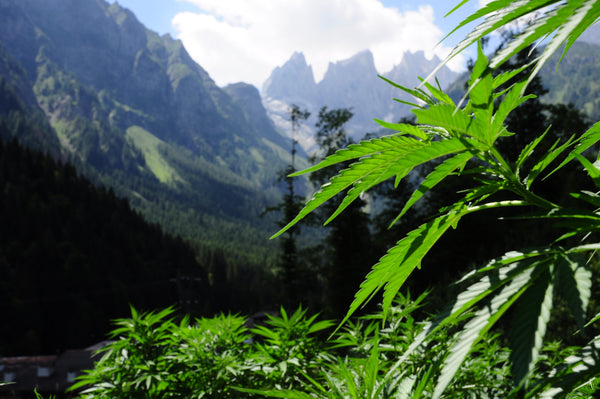 campo di fiori di cannabis light erba light legale nelle dolomiti falcade