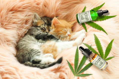 Insonnia e CBD gatti dormono sereni grazie a CBD oil rimedio naturale contro i disturbi del sonno