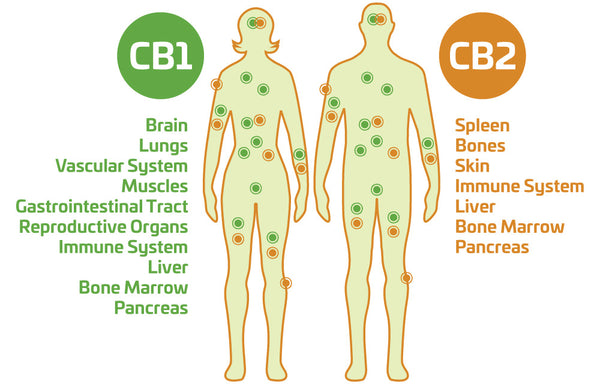 sistema endocannabinoide recettori CB1 e CB2