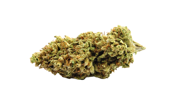 Amnesia haze fiore di cannabis light italia