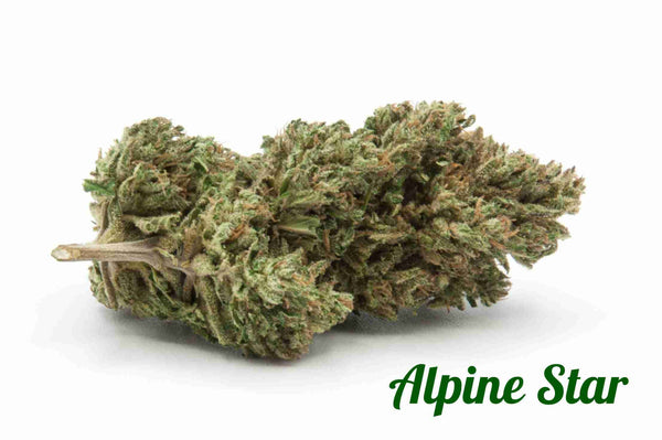 Alpine star grosse cime di Erba Light alto CBD profumi fruttati dolomiticannabis