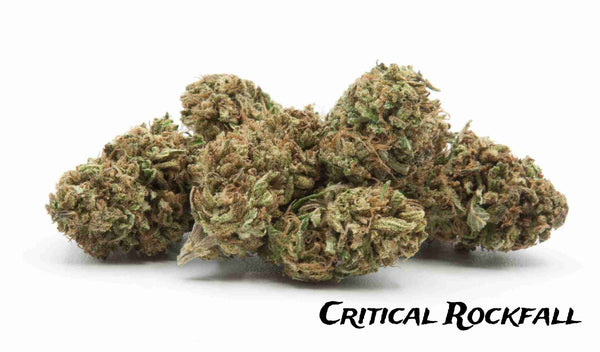 critical rockfall piccole rocce di cannabis light legale profumatissima e aromatica