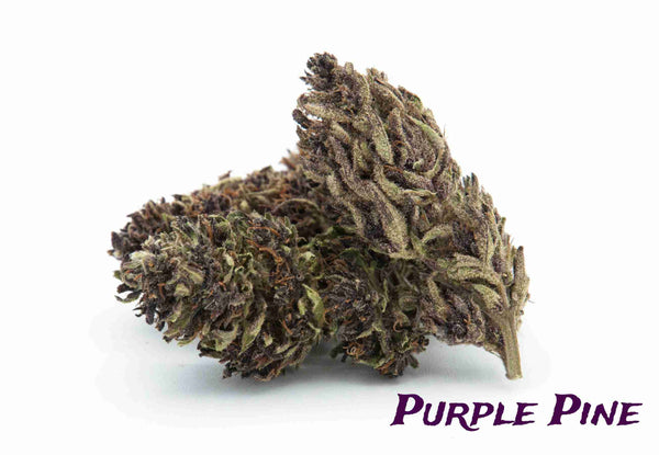 Purple pine purple haze Erba CBD legale dolomiti cannabis store