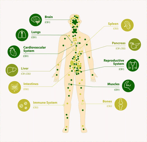 sistema endocannabinoidi recettori nel corpo mappa