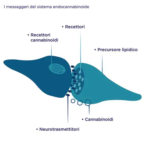 schema recettori cannabinoidi sistema endocannabinoide