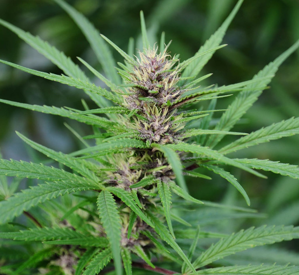 fiore viola di cannabis light legale canapa light naturale dolomitica