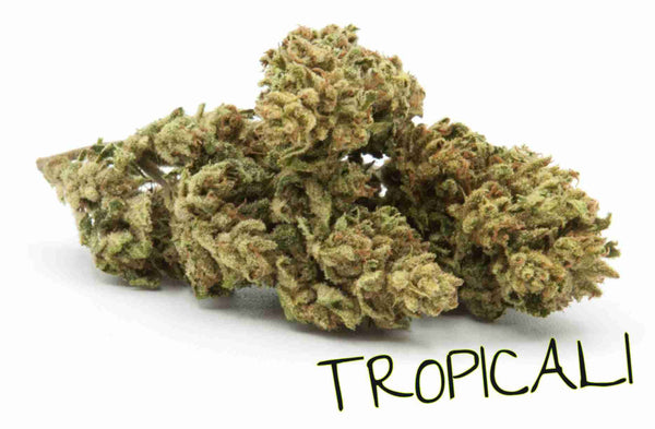 CBD Shop tropical i love you varietà più venduta dolomiticannabis