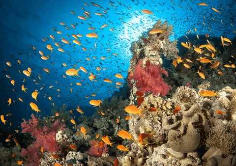 RED SEA