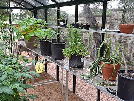 plants inside victorian greenhouse