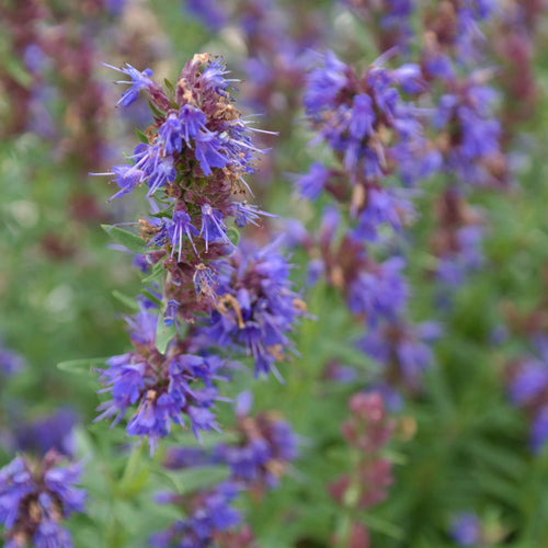 Hyssop Incense