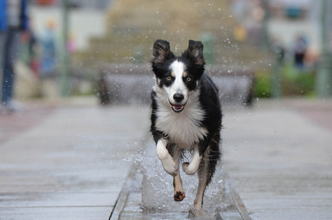 Border Collie chien eau