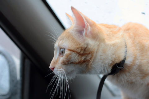 Long trajet en voiture : assurer le bien-être de son chat