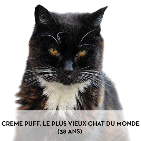 Creme Puff, chat le plus vieux du monde