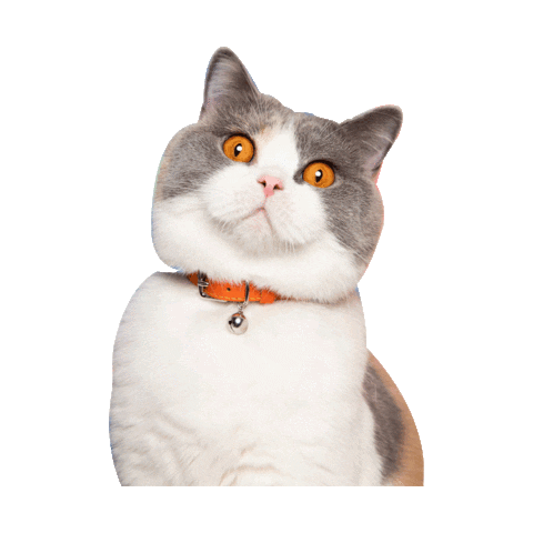 GIF collier chat