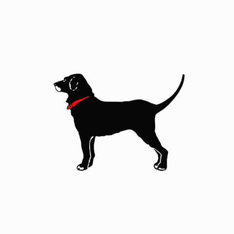 Collier chien AirTag cuir noir - TWIGGY
