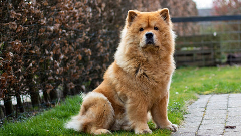 Chien chow-chow