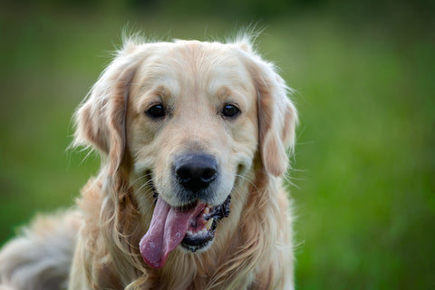 Chien golden retriever