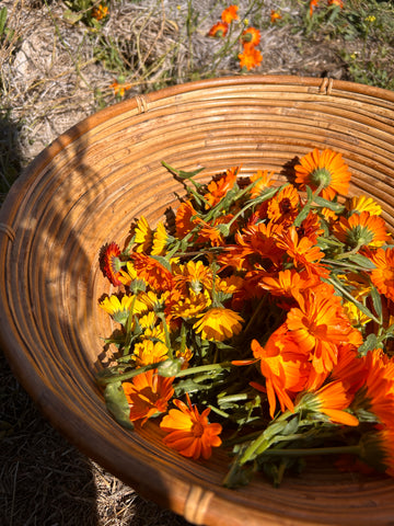 Calendula in basket, harvested by Clinical Herbalist Laura Rubin