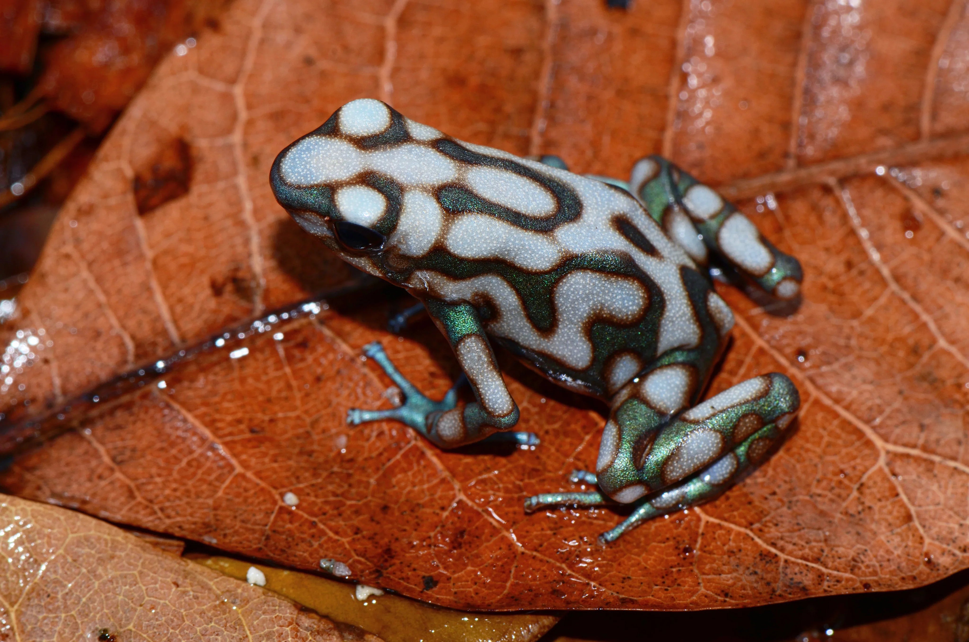 Dendrobates auratus “Campana”