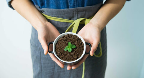 Plant in coffee cup