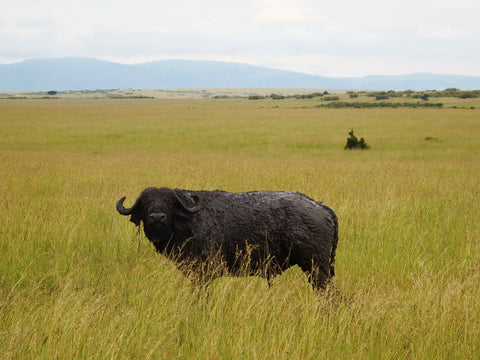 Cows in Masai Mara, Kenya