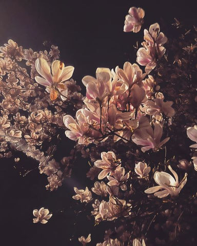 night bloom, magnolia blossoms, seen in trees, London. Photograph by Emma Leafe
