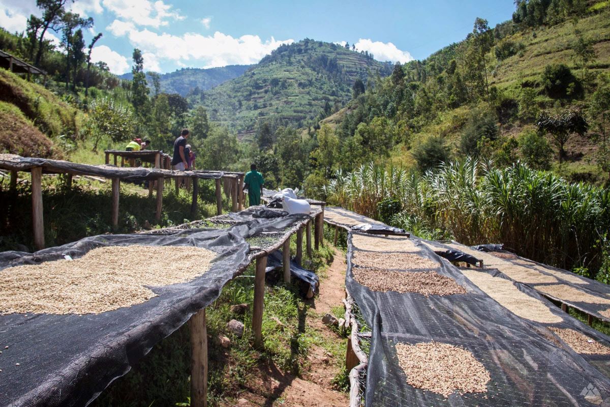 Rwanda Shyiru coffee raised bed