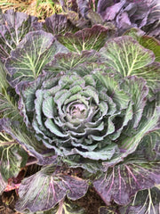 Shetland Kale