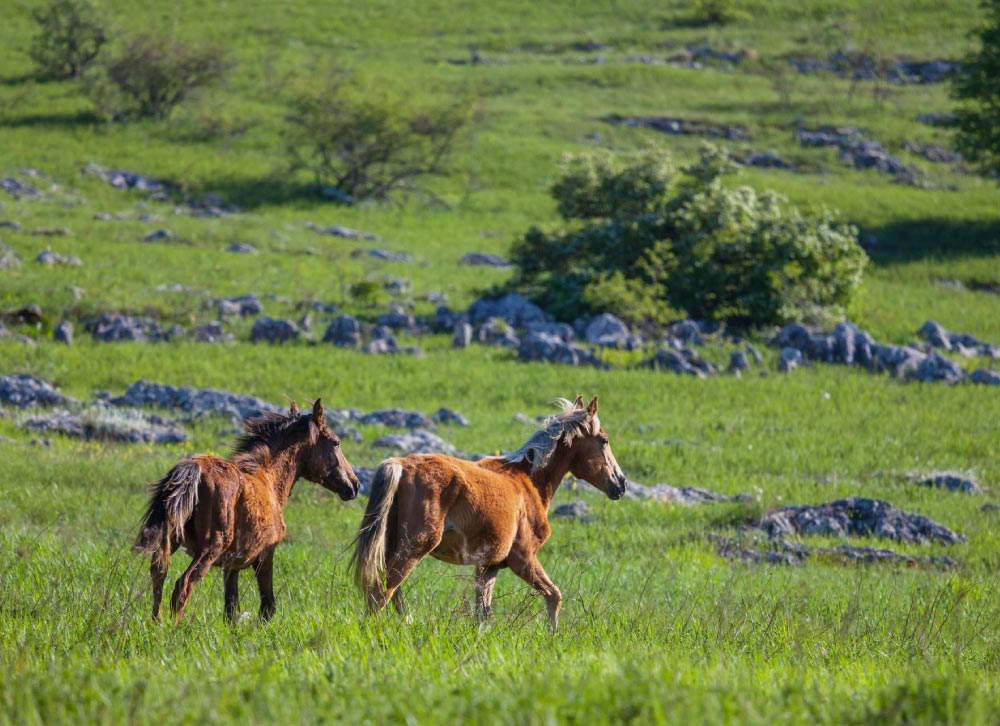 Benefits of CBD for Horses