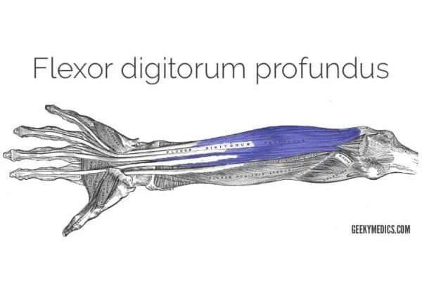 Flexor digitorum profundus 