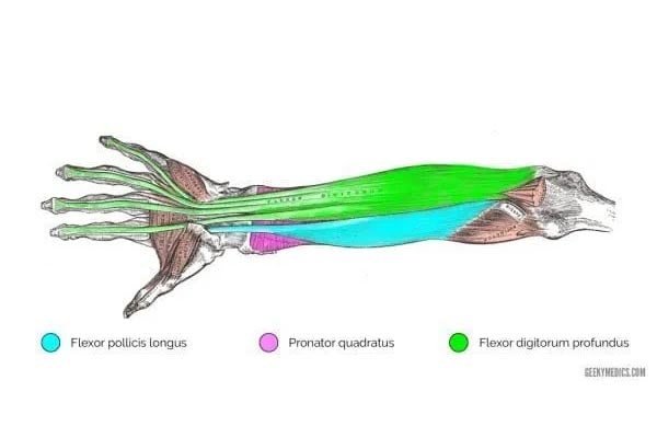 common flexor tendon