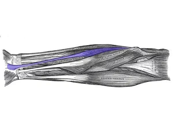 Palmaris Longus - Wrist flexion