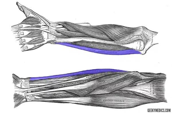 Flexor Carpi Ulnaris - Wrist flexion and abduction