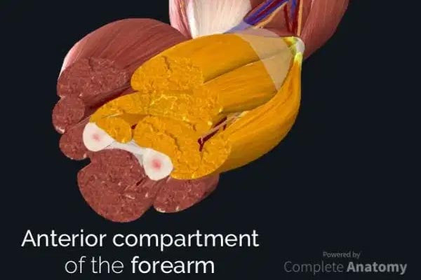 Anterior Compartment