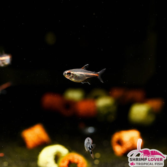 Neon Tetra – Shrimp Lover & Tropical Fish