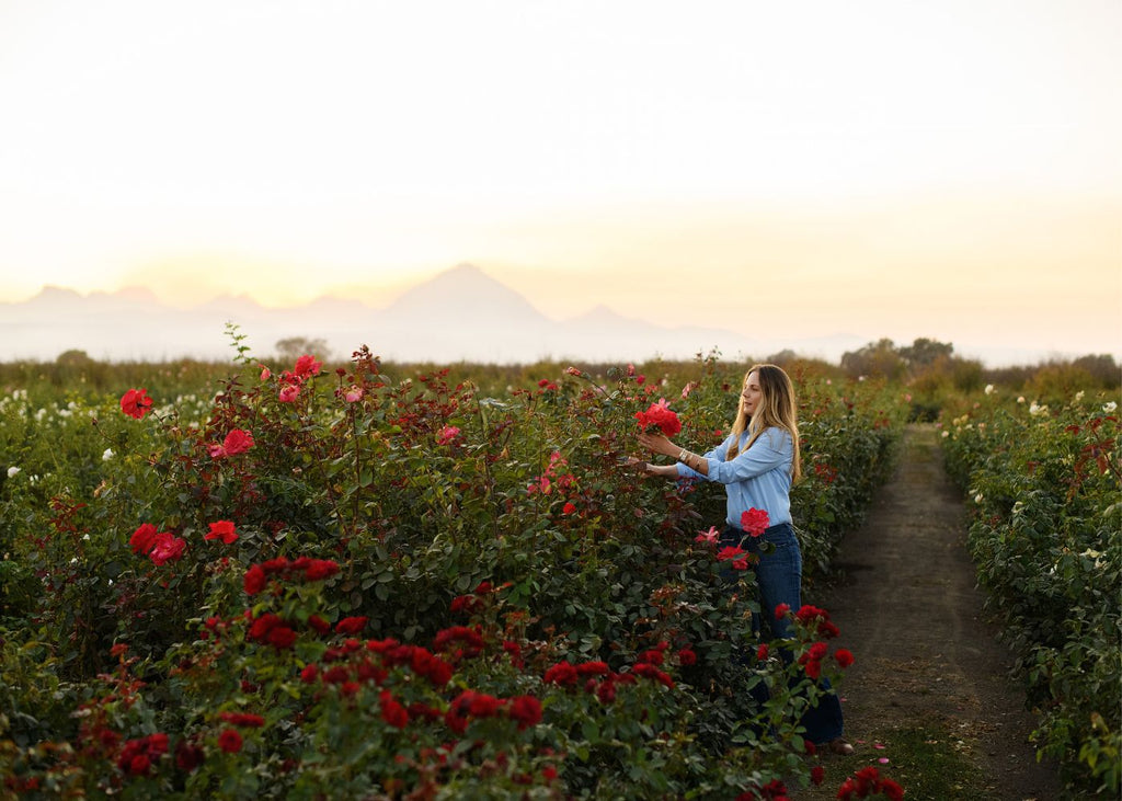 Fall pruning roses. 