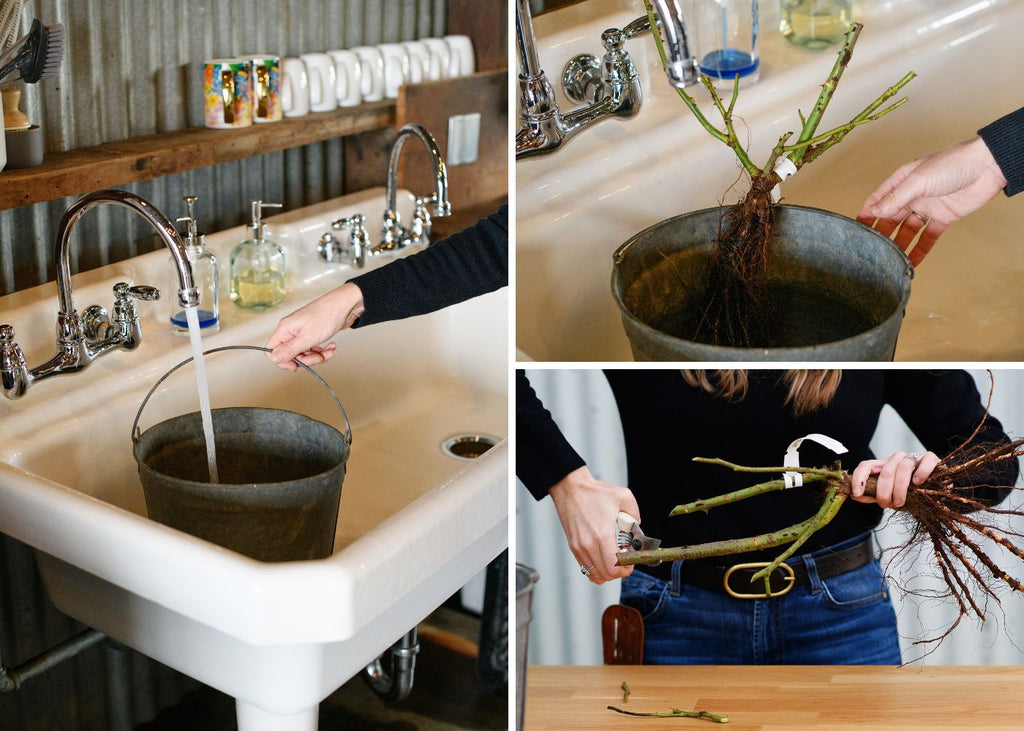 Putting a bare root rose in a bucket of water.