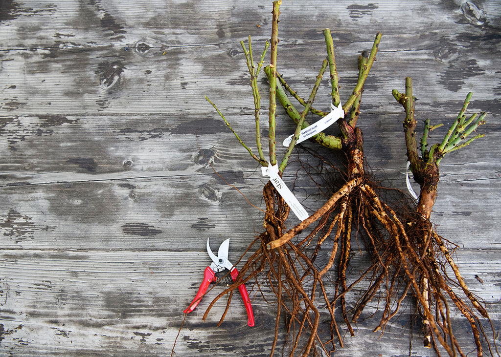 Own root and grafted roses