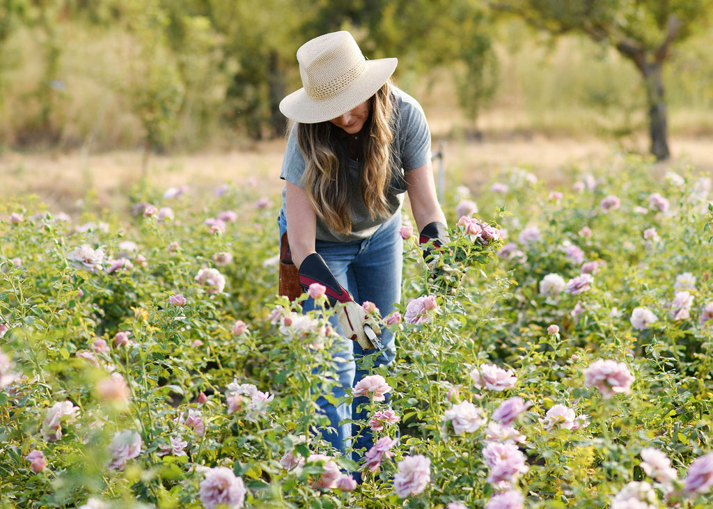 How to Harvest Garden Roses For The Longest Vase Life - Menagerie