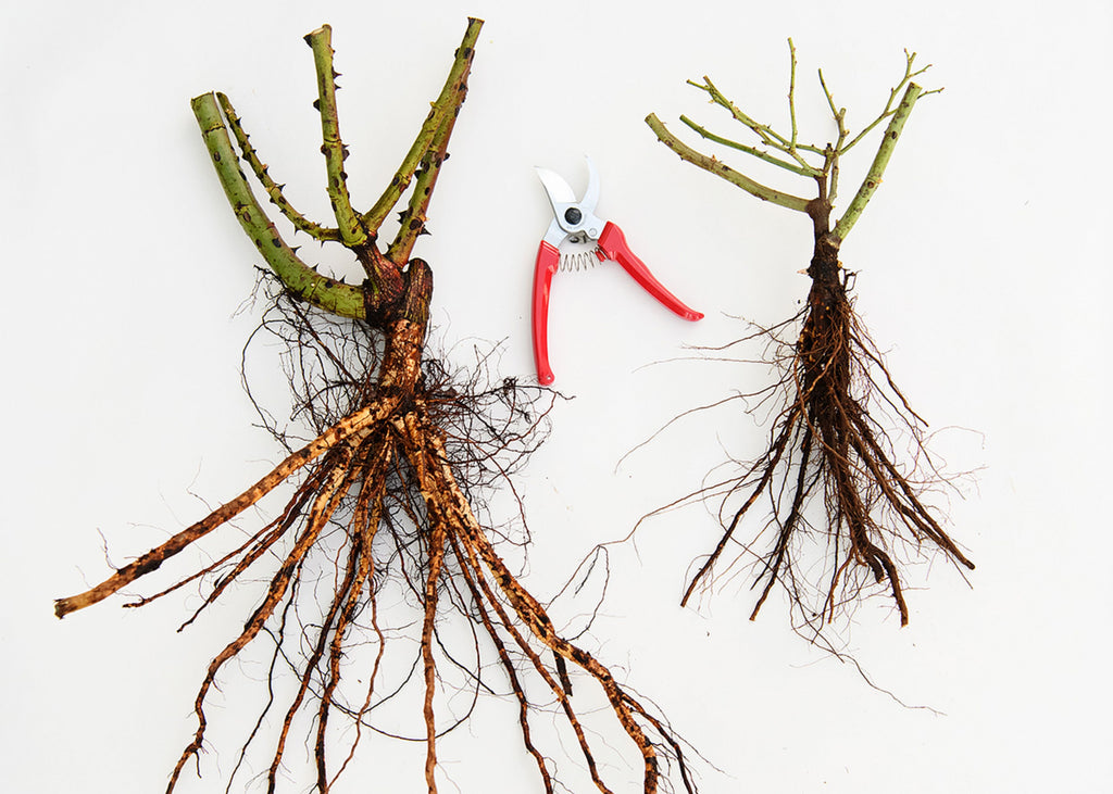 A grafted bare root rose and an own root bare root rose.