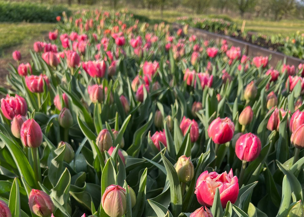 Tulips planted in a bed.