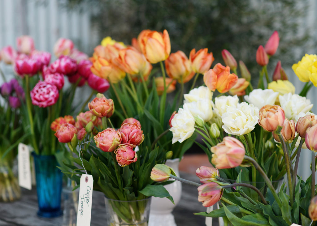 Colorful tulip blooms in vases