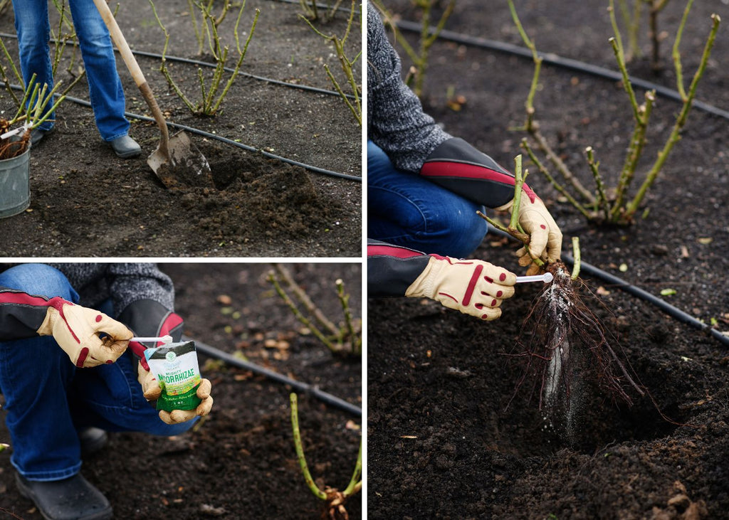 Planting a bare root rose.