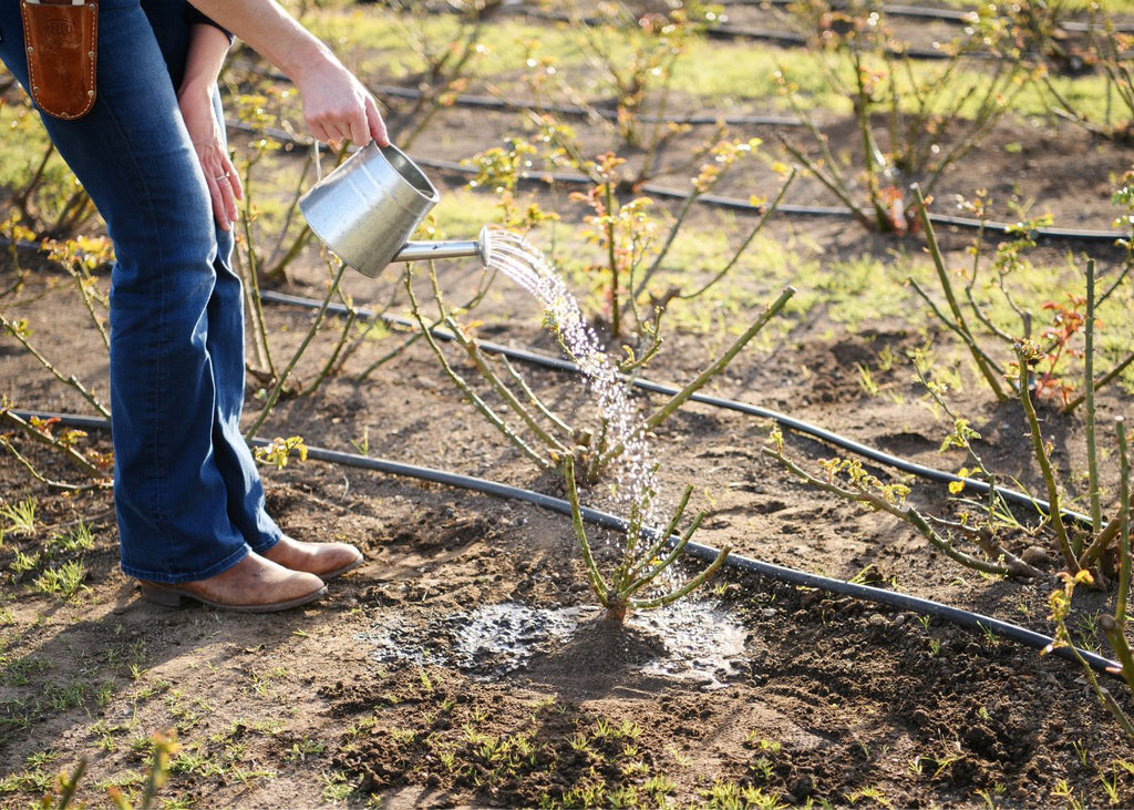 Watering a bare root rose.