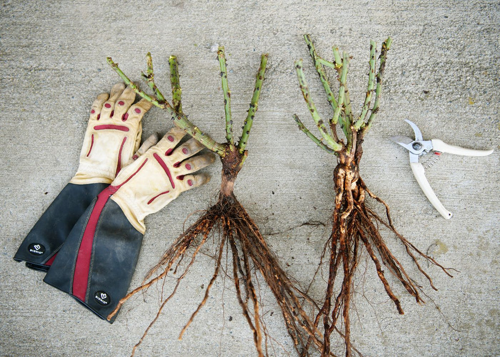 Grafted and Own Root Rose 